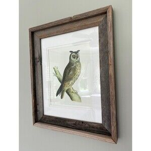 1870 Alexander Francis Lydon Long Eared Owl - Woodcut Framed Print